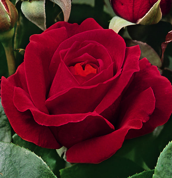 Rose Bush - Dame de Coeur - Dark Red - Hybrid Tea (Bare Root Packed - Spring Planting)