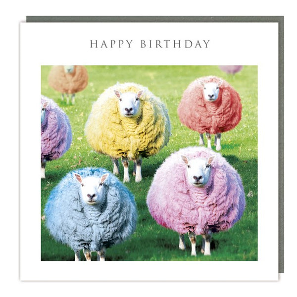 Sheep of many colours Birthday Card