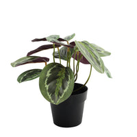 Faux/Artificial Plant Calathea House Plant Potted (22cm)