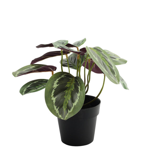 Faux/Artificial Plant Calathea House Plant Potted (22cm)