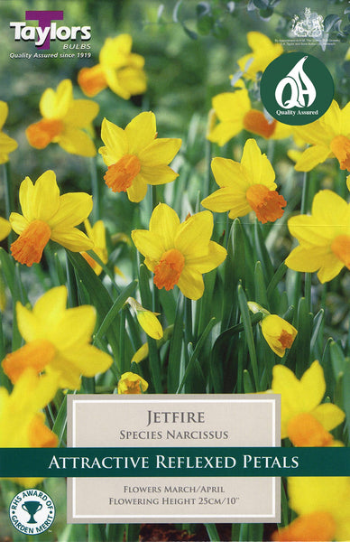 8 NARCISSUS  Jetfire