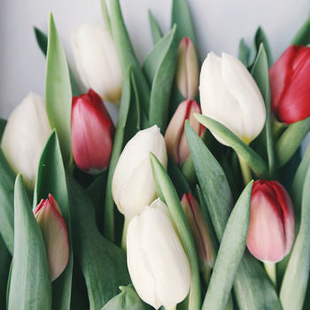 Blank - Tulips Greeting Card