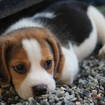 Blank - Beagle Puppy Greeting Card