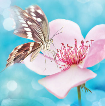 Blank - Pink Flower With Butterfly Greeting Card