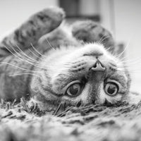 Blank - Cat Upside Down Greeting Card