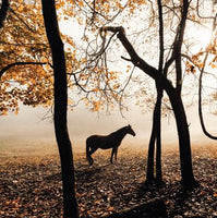 Blank - Horse in Forest Greeting Card