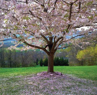 Blank - Cherry Blossom Tree Greeting Card