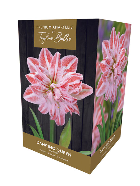 Amaryllis Premium DANCING QUEEN