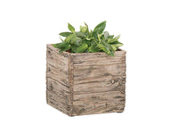 15CM DRIFTWOOD INDOOR POT
