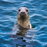 Grey Seal -Card