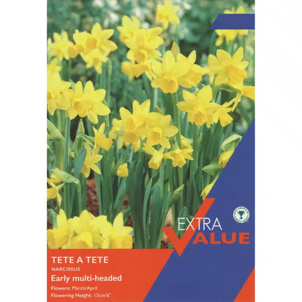 25 Narcissus Tete a Tete Bulbs