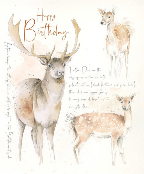 Open Birthday - Fallow Deer