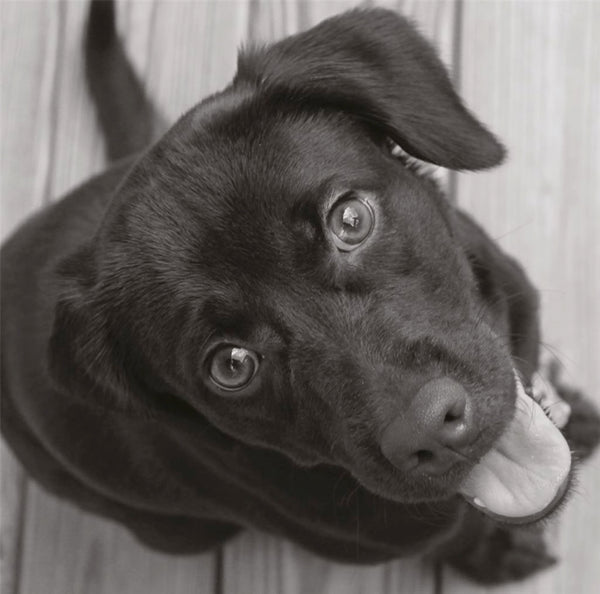 General -Open Humour-Black Lab Puppy