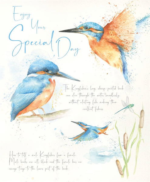 Open Birthday - Kingfisher