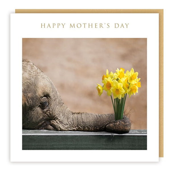 Mother's Day - Elephant & Daffodils