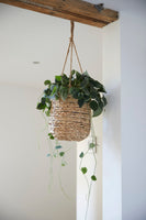30CM SENCHA HANGING BASKET