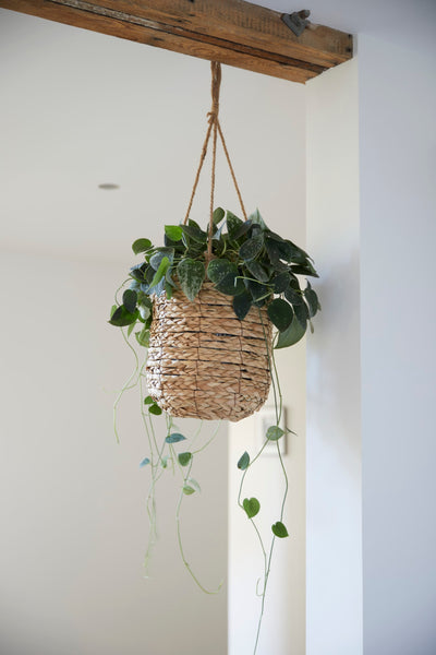 30CM SENCHA HANGING BASKET
