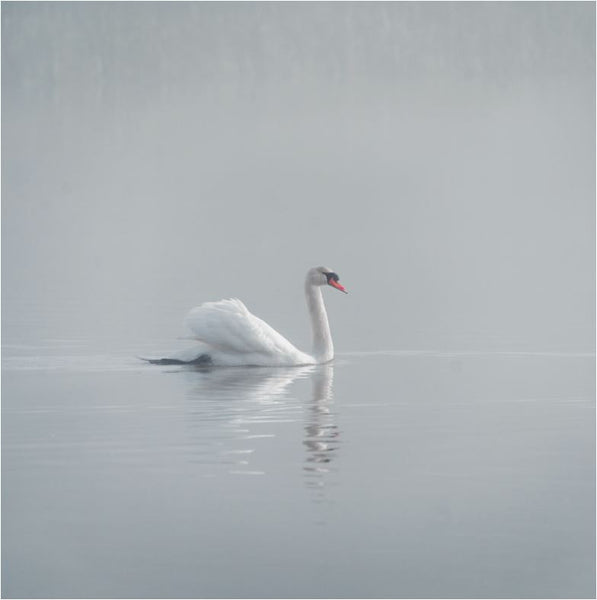 Swan Lake