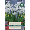 3 NARCISSUS PAPERWHITE GRANDIFLORA BULBS