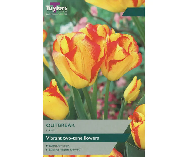 7 TULIP OUTBREAK Bulbs