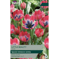 10 TULIP LITTLE BEAUTY  Bulbs