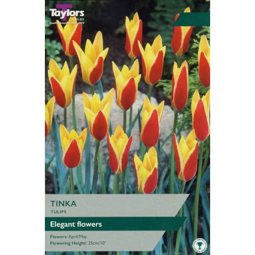 10 TULIP TINKA Bulbs