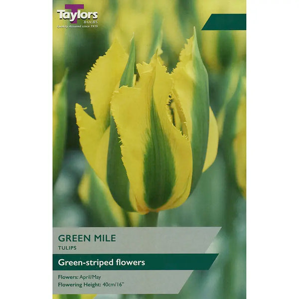 5 TULIP GREEN MILE Bulbs