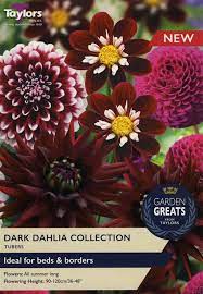 4 Dark Dahlia Collection