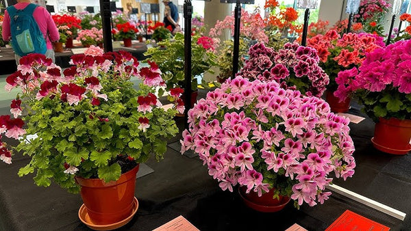 Pelargonium - Bi-colour - Patio Plant
