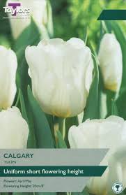6 TULIP CALGARY 11-12 BULBS