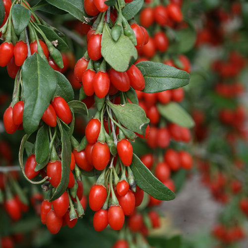 Patio Plant - Lycium - Goji Berries