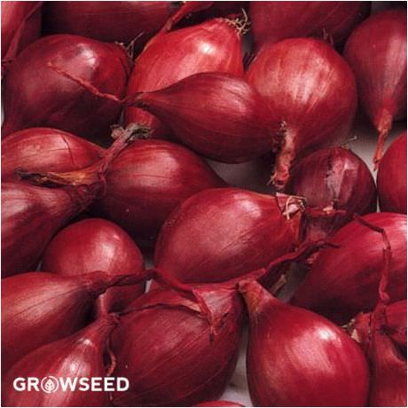 Karmen Bright Red Onion Sets (50)