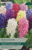5 Bulbs Hyacinth Bedding Mixed Colours