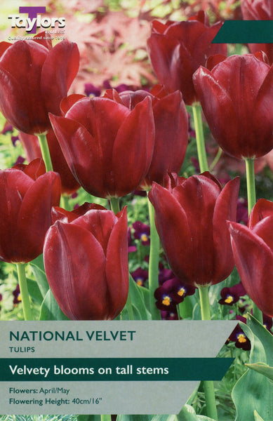 7 Tulip National Velvet Bulbs