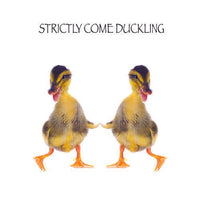 Funimals Ducks Blank Card