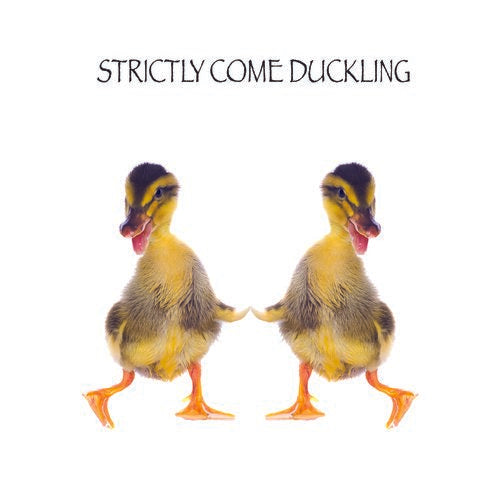 Funimals Ducks Blank Card