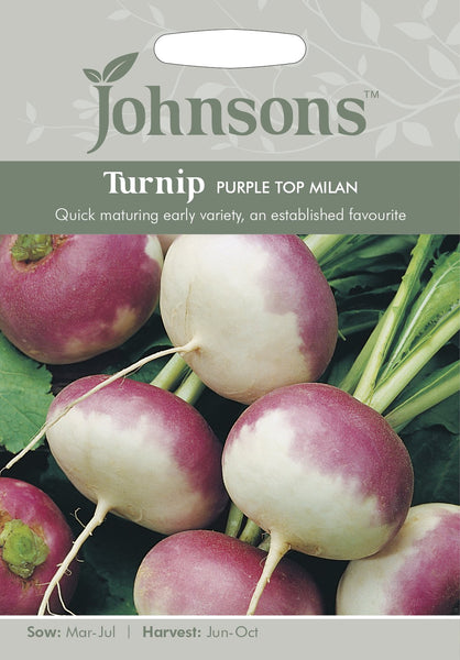 TURNIP Purple Top Milan