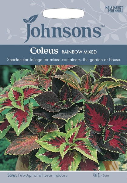 COLEUS Rainbow Mixed