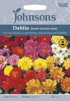 DAHLIA Dwarf Double Mixed