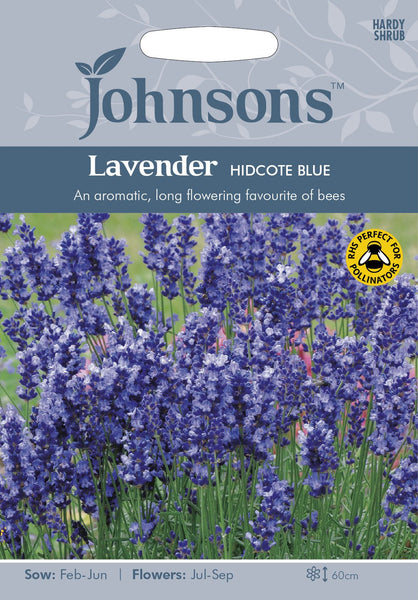 LAVENDER Hidcote Blue