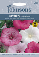 LAVATERA Pastel Mixed