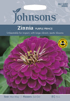 ZINNIA Purple Prince