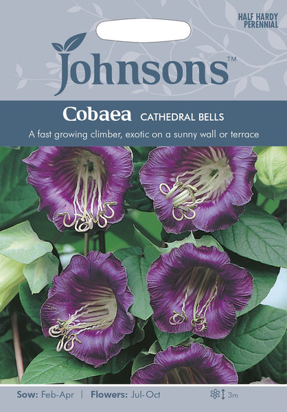 COBAEA Cathedral Bells