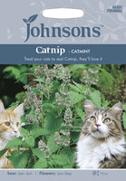 CATNIP - Catmint