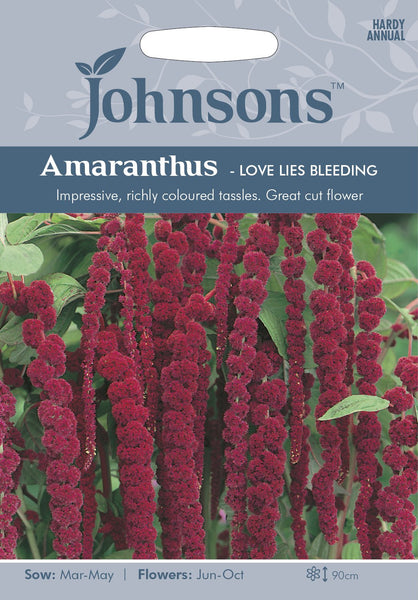 AMARANTHUS - Love Lies Bleeding