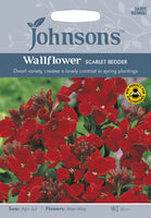 WALLFLOWER Scarlet Bedder