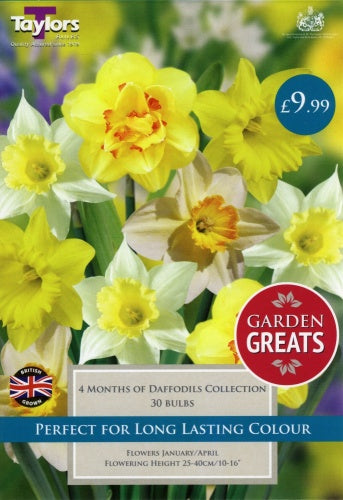 4 Months of Daffodils Collection 30 Bulbs