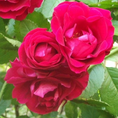 Rose Bush - Flammentanz - Red - Climbing Rose (Bare Root Packed - Spring Planting)