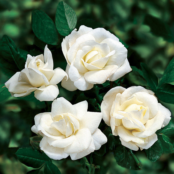Rose Bush - New Dawn - White - Climbing Rose (Bare Root Packed - Spring Planting)