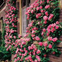 Rose Bush - Blossom Time - Pink - Climbing Rose (Bare Root Packed - Spring Planting)